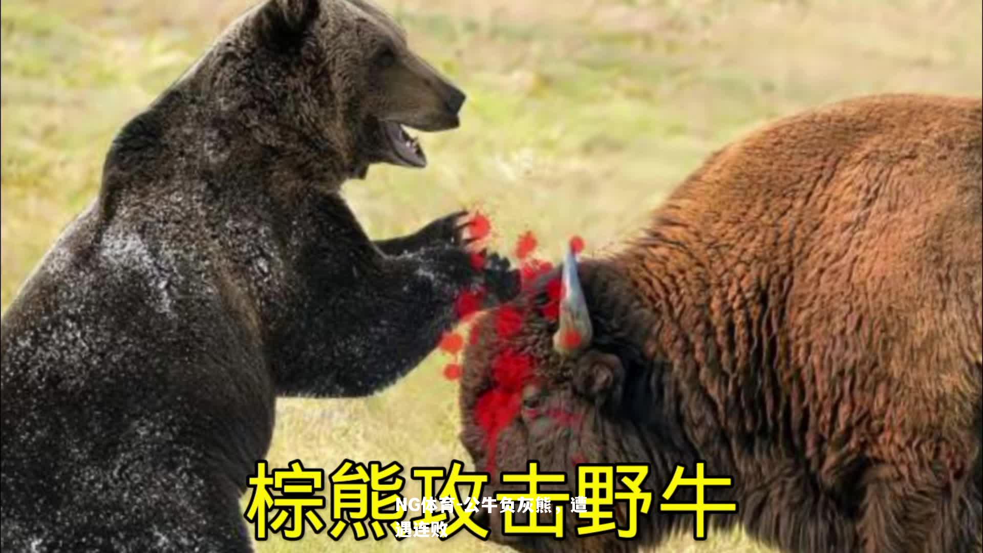 公牛负灰熊，遭遇连败